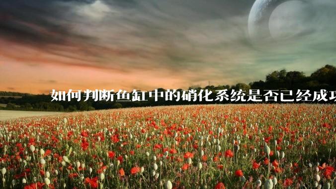 如何判断鱼缸中的硝化系统是否已经成功建立？